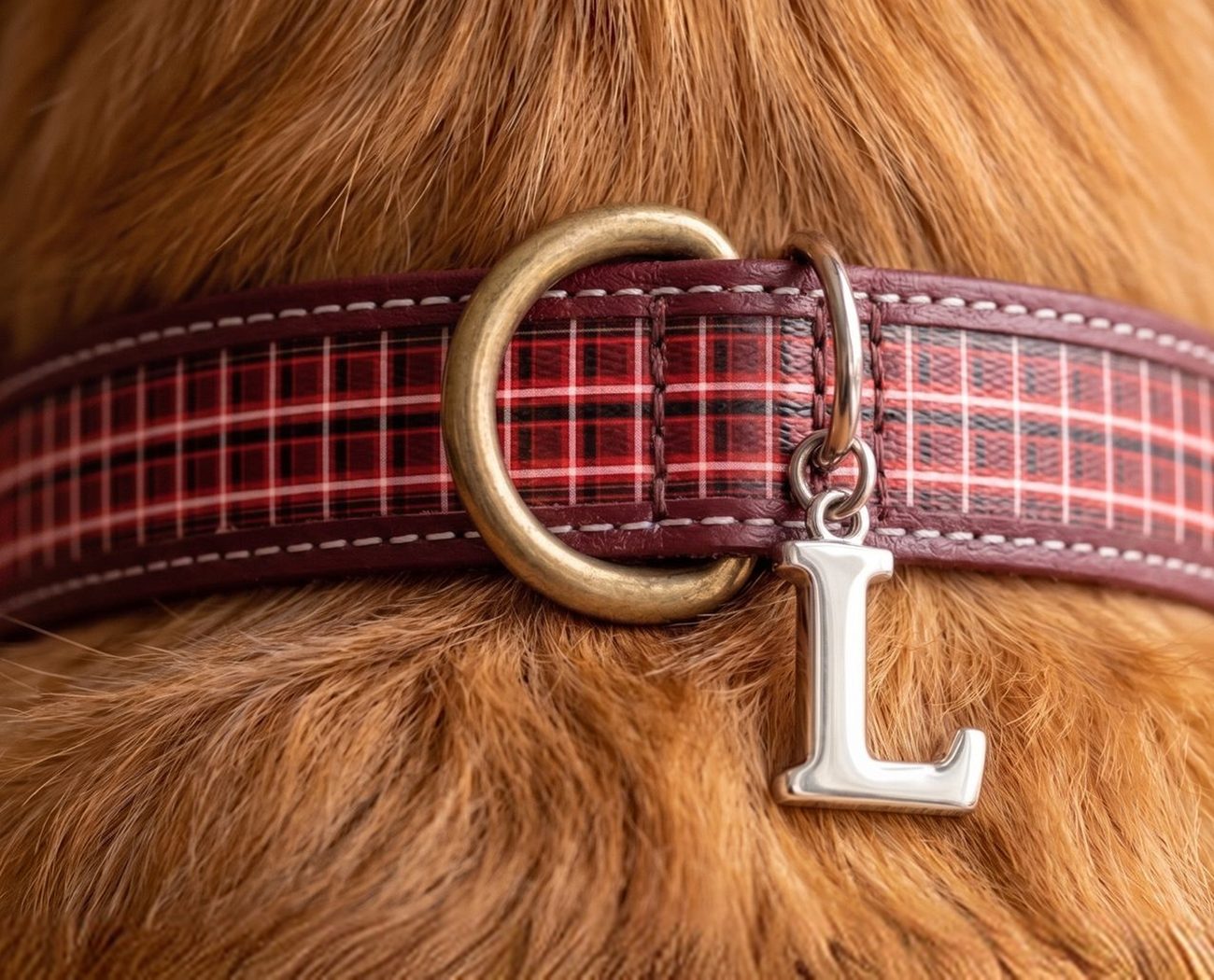 Collier Petites truffes au motif tartan avec médaille, porté par un chien au poil roux